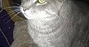 Sammy joined the competition — help win amazing prizes! bed, blanket, cat, closeup, cozy, ears, feline, fur, gray_cat, green_eyes, home_interior, indoor, paws, pet, plush_blanket, portrait, relaxed, sitting, tabby_cat, whiskers