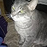 Sammy joined the competition — help win amazing prizes! bed, blanket, cat, closeup, cozy, ears, feline, fur, gray_cat, green_eyes, home_interior, indoor, paws, pet, plush_blanket, portrait, relaxed, sitting, tabby_cat, whiskers
