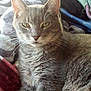 Sammy is registered to the contest to win money with this photo: animal, blanket, cat, closeup, cozy, cute, domestic_cat, ears, feline, fur, gray_cat, indoor, laying_down, pet, portrait, relaxed, resting, soft, tabby_cat, whiskers