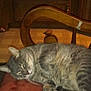 cat, gray_cat, sleeping, chair, wooden_chair, indoor, pet, feline, fur, cushion, cozy, relaxing, domestic_animal, animal, whiskers, paw, tail, home, furniture, nap