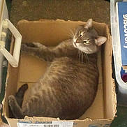 Sammy is registered to the contest to win money with this photo: animal, books, cardboard_box, cat, container, cozy, curious, cute, domestic, ears, feline, green_carpet, indoor, looking_up, paper, pet, relaxed, resting, tabby, whiskers