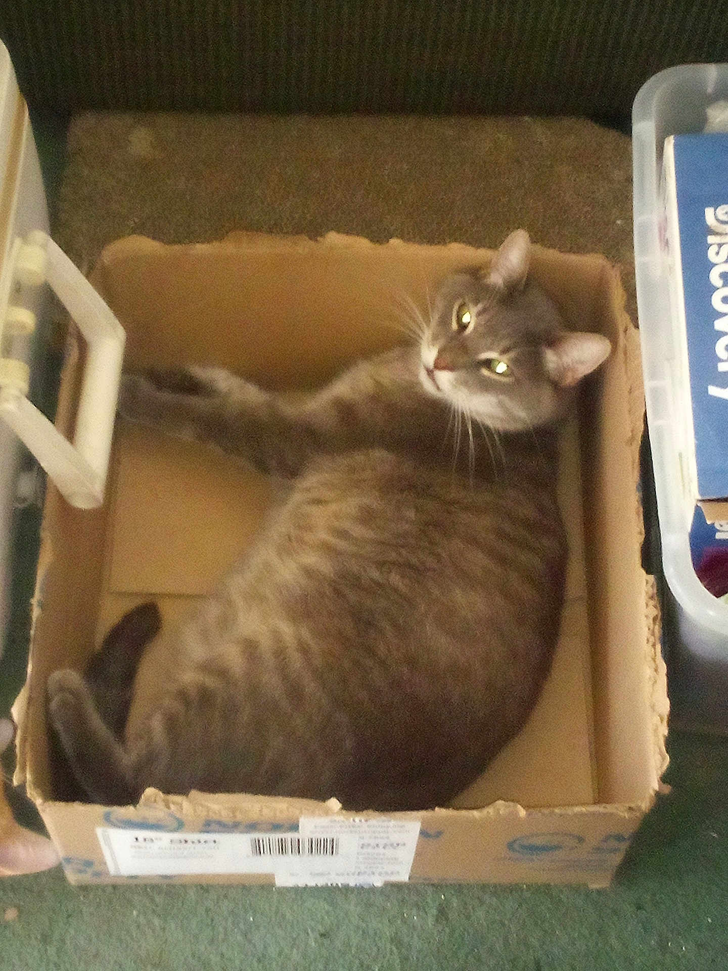Sammy
