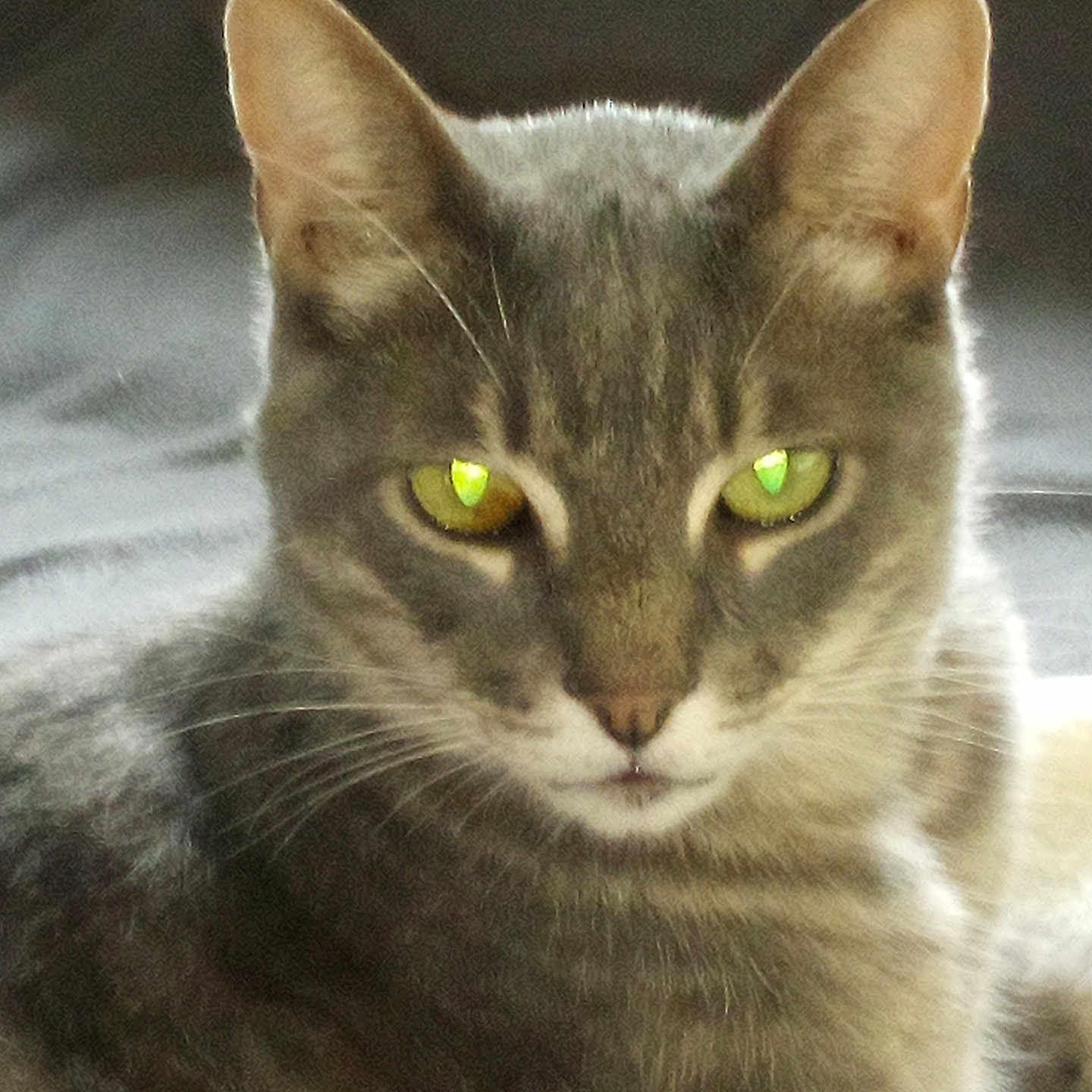Sammy
