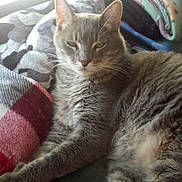 Sammy joined the competition — help win amazing prizes! animal, blanket, cat, closeup, cozy, cute, domestic_cat, fabric, feline, fur, gray_cat, indoor, paw, pet, relaxed, resting, sleepy, tabby_cat, whiskers, window_light