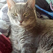 Sammy joined the competition — help win amazing prizes! cat, gray_cat, pet, animal, feline, whiskers, ears, eyes, fur, blanket, cozy, indoor, resting, closeup, portrait, cute, domestic_animal, sleepy, warm, soft