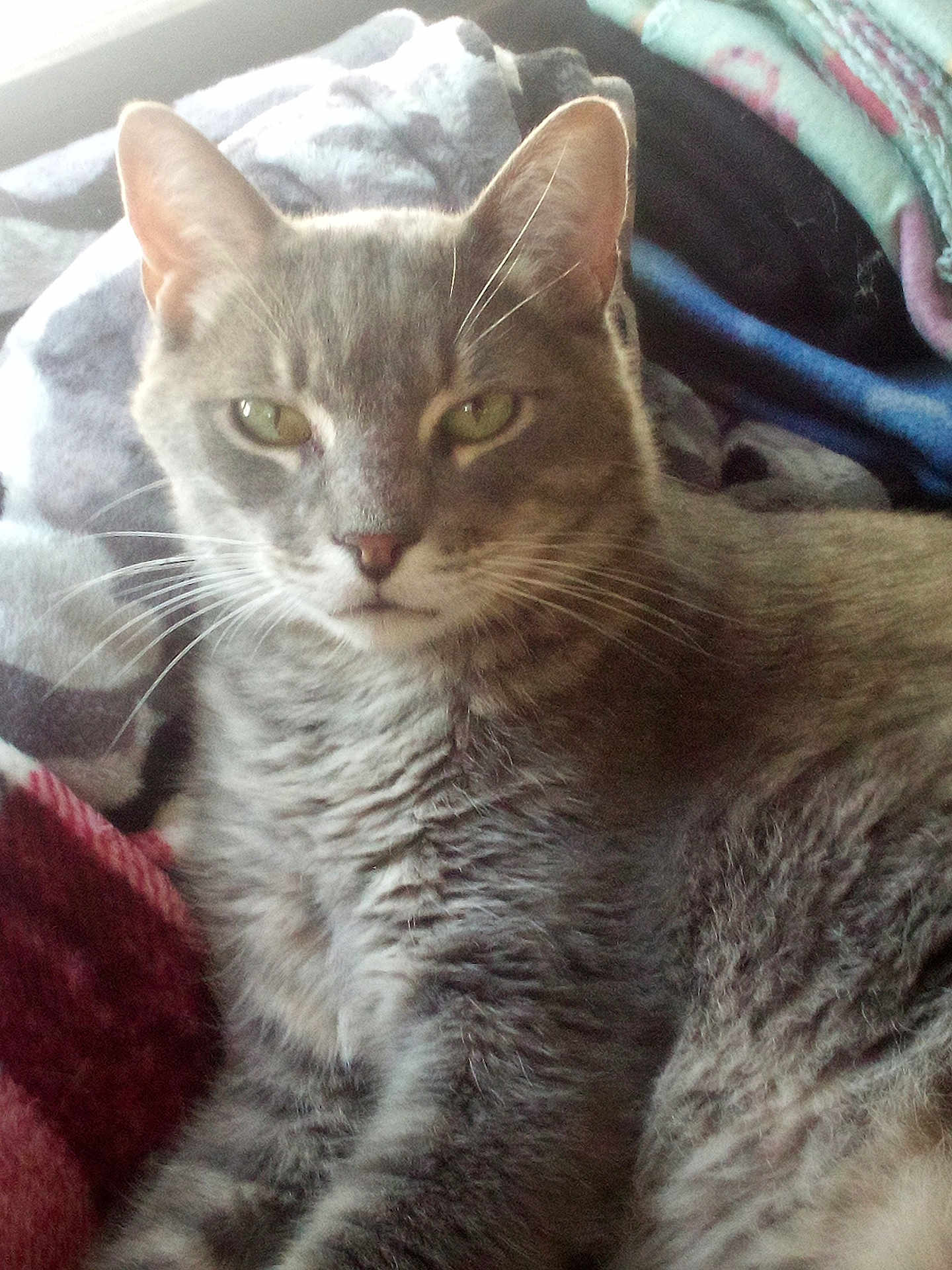 Sammy joined the competition — help win amazing prizes! cat, gray_cat, pet, animal, feline, whiskers, ears, eyes, fur, blanket, cozy, indoor, resting, closeup, portrait, cute, domestic_animal, sleepy, warm, soft