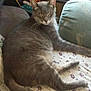 Sammy is registered to the contest to win money with this photo: animal, bedspread, cat, cozy, domestic, feline, floral_pattern, fur, gray_cat, home, indoor, pet, pillow, relaxed, resting, sleeping, soft_light, tail, whiskers, window