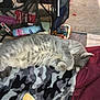 Sammy joined the competition — help win amazing prizes! animal, blanket, carpet, cat, companion, cozy, dog, domestic, floor, fur, furniture, gray_tabby, household_items, indoor, patterned, paw, pet, relaxing, resting, sleeping