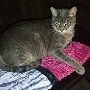 Sammy joined the competition — help win amazing prizes! animal, background, blanket, cat, cozy, dark, domestic_cat, feline, fur, gray_cat, indoor, paw, pet, relaxed, resting, sleepy, striped_blanket, tabby, table, whiskers