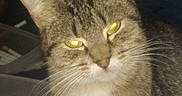 Sierra is registered to the contest to win money with this photo: animal, cat, close_up, cute, domestic_animal, ears, face, feline, fur, furry, indoor, looking, mammal, pet, portrait, sitting, tabby, tabby_cat, whiskers, yellow_eyes
