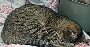 Sierra is registered to the contest to win money with this photo: bed, blanket, cat, comfort, cozy, curled_up, feline, floral_pattern, fur, homedecor, indoor, pet, pink, quiet, resting, sleeping, striped, tabby_cat, tail, white