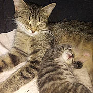 Sierra is registered to the contest to win money with this photo: cat, kitten, sleeping, mother_cat, fur, striped, pet, animal, cozy, resting, close_up, whiskers, cute, domestic_cat, tabby, relaxing, indoor, snuggling, mammal, soft