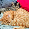 Sierra is registered to the contest to win money with this photo: animal, blanket, cat, cozy, curious, cute, domestic_cat, ear, fabric, fur, ginger_cat, indoor, paw, pet, resting, sleeping, snuggling, soft, tabby_cat, tail