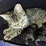cat, kitten, tabby, sleeping, cozy, bed, feline, animal, pet, mother, baby, snuggling, black, gray, fur, closeup, indoor, resting, cute, domestic