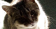 Sierra joined the competition — help win amazing prizes! animal, carpet, cat, closeup, curious, cute, domestic, ears, feline, fur, indoor, looking_up, mammal, pet, portrait, shadow, sunlight, tabby, tail, whiskers