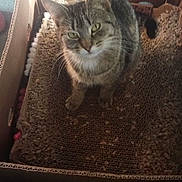 Sierra is registered to the contest to win money with this photo: animal, brown, cardboard_box, cat, closeup, curious, domestic_cat, ears, feline, indoor, looking_up, paws, pet, scratching_pad, sitting, striped_fur, tabby, texture, whiskers, yellow_eyes