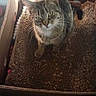 animal, brown, cardboard_box, cat, closeup, curious, domestic_cat, ears, feline, indoor, looking_up, paws, pet, scratching_pad, sitting, striped_fur, tabby, texture, whiskers, yellow_eyes