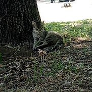 Sierra is registered to the contest to win money with this photo: cat, tabby, tree, grass, outdoor, nature, shade, sleeping, animal, pets, sunlight, camper, trailer, leaves, ground, resting, quiet, daytime, relaxing, wildlife