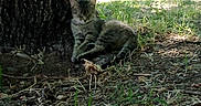 Sierra is registered to the contest to win money with this photo: animal, camper, cat, daytime, grass, ground, leaves, nature, outdoor, pets, quiet, relaxing, resting, shade, sleeping, sunlight, tabby, trailer, tree, wildlife