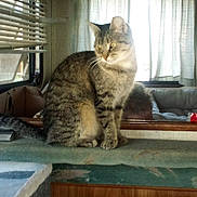 Sierra joined the competition — help win amazing prizes! animal, blinds, cat, curtains, cushion, ears, face, fur, furniture, home, indoors, mirror, pet, portrait, reflection, sitting, sunlight, tabby, whiskers, window