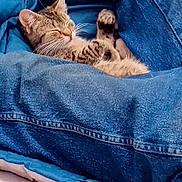 Sierra joined the competition — help win amazing prizes! animal, blanket, cat, comfort, cozy, cute, denim, feline, fur, indoor, jacket, kitten, pet, relaxation, resting, sleeping, small, soft, tabby, warm