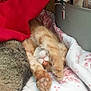 Simon joined the competition — help win amazing prizes! cat, orange_tabby, sleeping, paws, blanket, floral_pattern, cozy, pet, animal, indoor, resting, cute, furry, companion, soft, relaxed, paw_pads, close_up, tabby_pattern, home