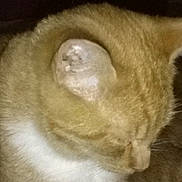 Simon is registered to the contest to win money with this photo: cat, orange_cat, white_fur, close_up, low_light, feline, pet, animal, fur, whiskers, sleeping, indoors, mammal, cute, domestic_cat, head, face, closeup, quiet, resting
