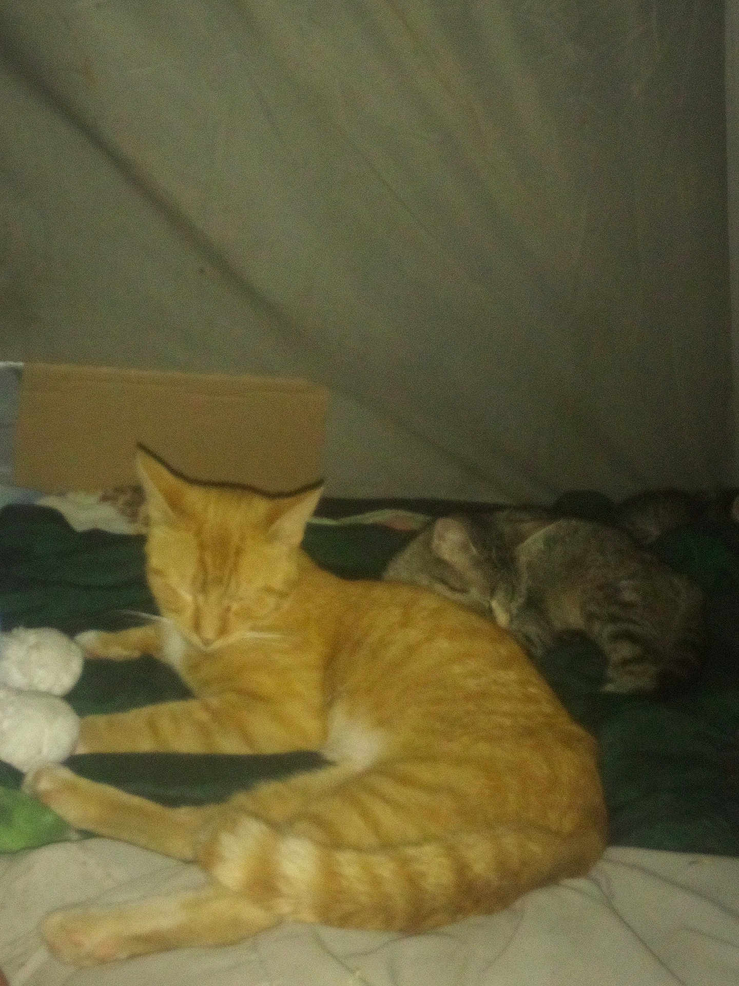 Simon