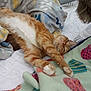 Simon joined the competition — help win amazing prizes! cat, orange_tabby, stretching, sleeping, blanket, bed, cozy, indoor, feline, pet, relaxed, fur, whiskers, paws, comfort, patterned_blanket, human_hair, rest, domestic_animal, nap
