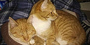 Simon is registered to the contest to win money with this photo: cat, orange_tabby, sleeping, resting, cozy, blanket, pet_bed, indoor, two_cats, feline, fur, domestic_animal, animal, cute, companionship, relaxed, whiskers, paws, bed, household
