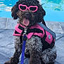 Bella joined the competition — help win amazing prizes! dog, poolside, sunglasses, life_jacket, leash, tongue_out, curly_fur, pet, outdoor, summer, water, fun, cute, fashion, accessory, happy, animal, canine, sitting, playful