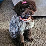 dog, pet, indoor, carpet, couch, bow, bandana, groomed, fur, brown, white, sitting, cute, small_dog, companion, animal, domestic, looking_up, floor, furniture