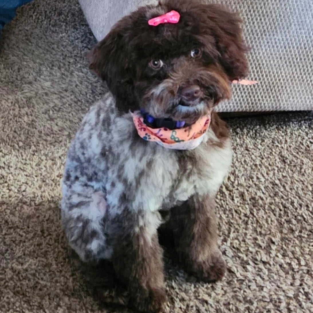 Bella joined the competition — help win amazing prizes! animal, bandana, bow, brown, carpet, companion, couch, cute, dog, domestic, floor, fur, furniture, groomed, indoor, looking_up, pet, sitting, small_dog, white