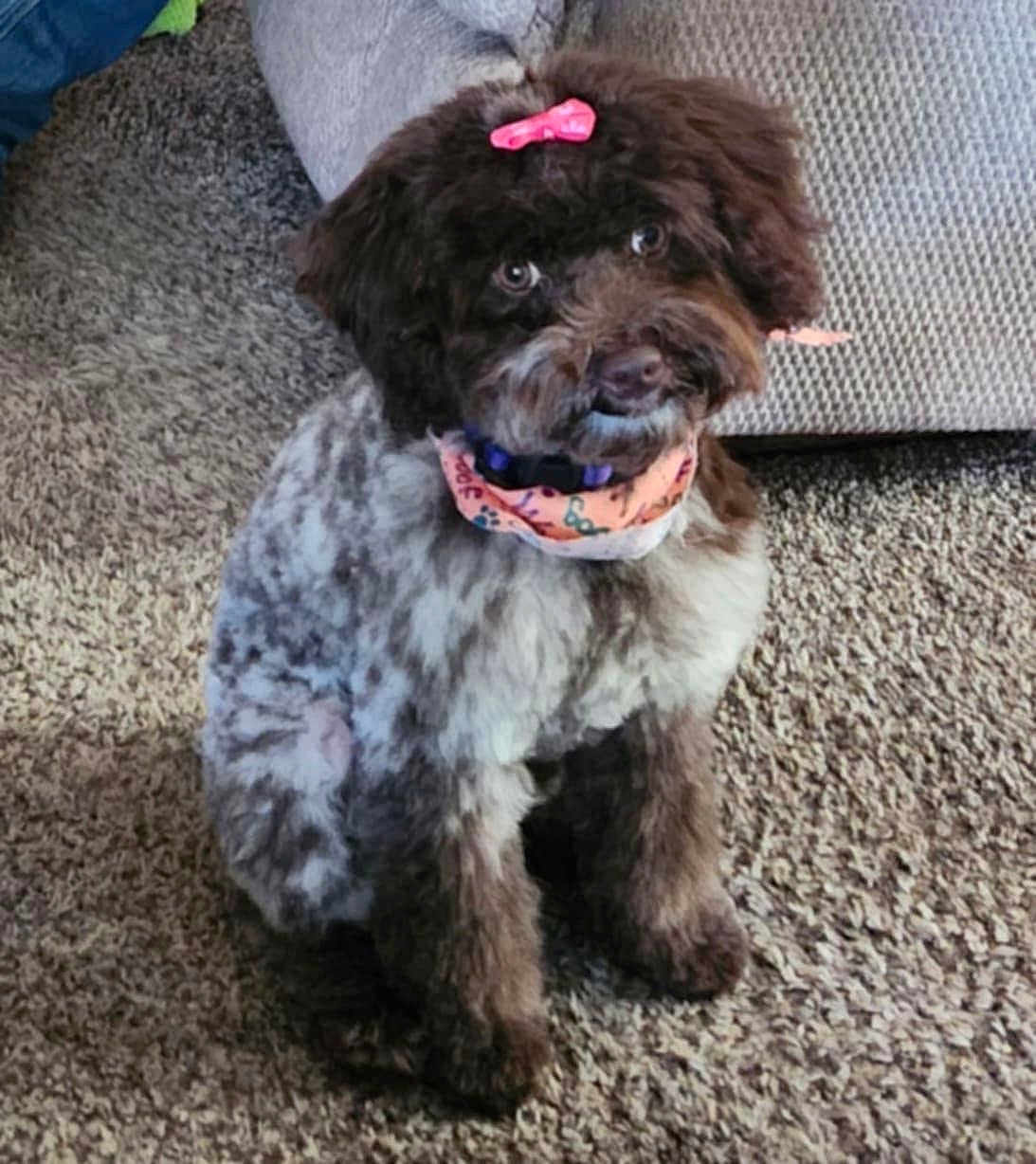 Bella