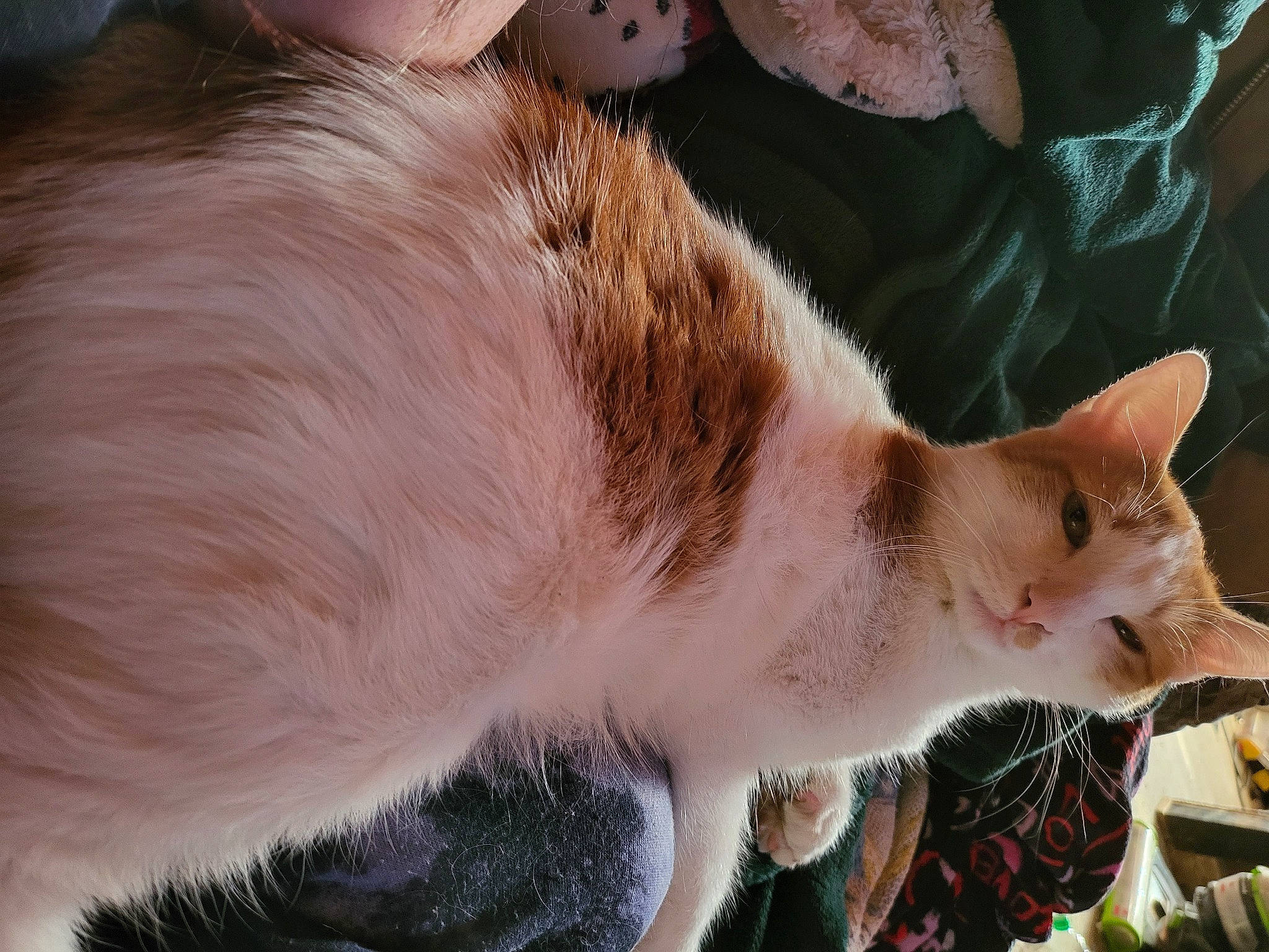 Ryker is registered to the contest to win money with this photo: carnivore, cat, claw, collar, domestic_short_haired_cat, fawn, felidae, fur, paw, small_to_medium_sized_cats, snout, tail, whiskers, wildlife