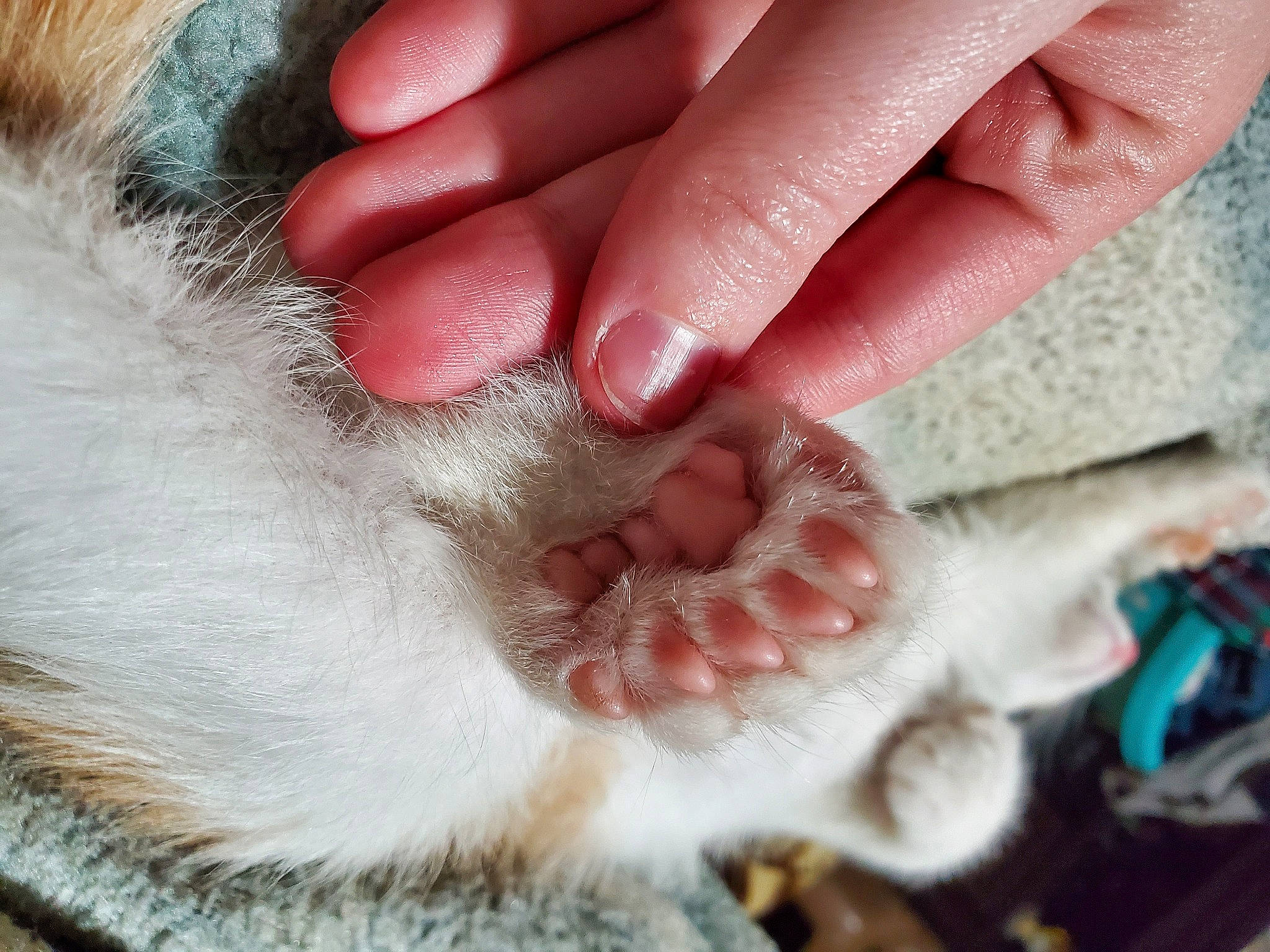 Ryker joined the competition — help win amazing prizes! cat, claw, domestic_short_haired_cat, fawn, felidae, flesh, foot, fur, gesture, nail, paw, small_to_medium_sized_cats, snout, tail, thread, thumb, toe, whiskers, wool