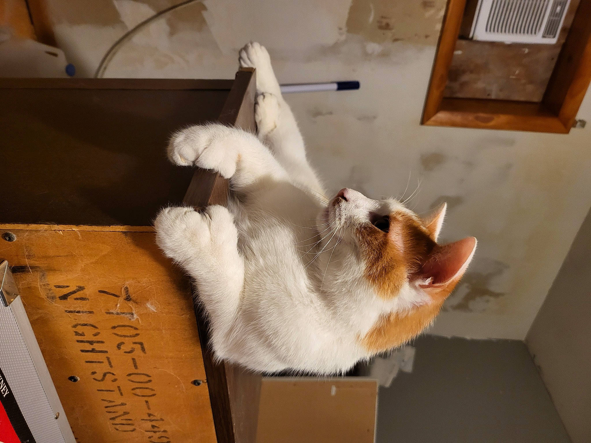 Ryker joined the competition — help win amazing prizes! box, carnivore, cat, comfort, companion_dog, domestic_short_haired_cat, fawn, felidae, flooring, fur, hardwood, paw, picture_frame, room, small_to_medium_sized_cats, snout, tail, whiskers, window, wood