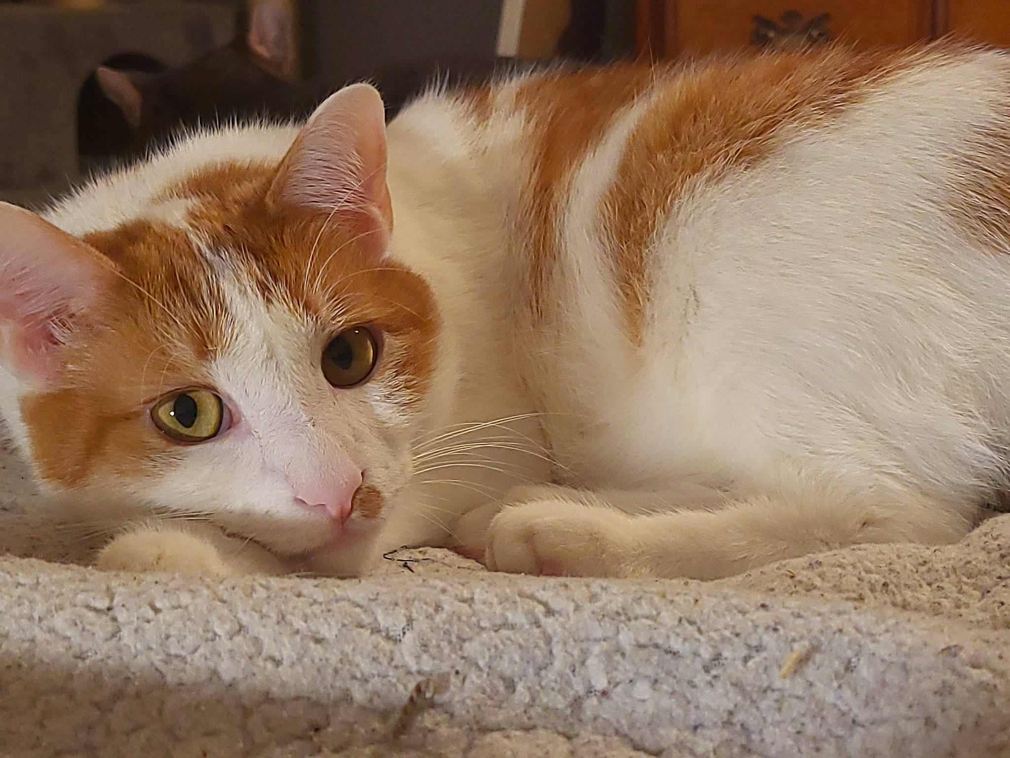 Ryker joined the competition — help win amazing prizes! carnivore, cat, cat_supply, comfort, domestic_short_haired_cat, fawn, felidae, fur, paw, pet_supply, small_to_medium_sized_cats, snout, tail, whiskers, window