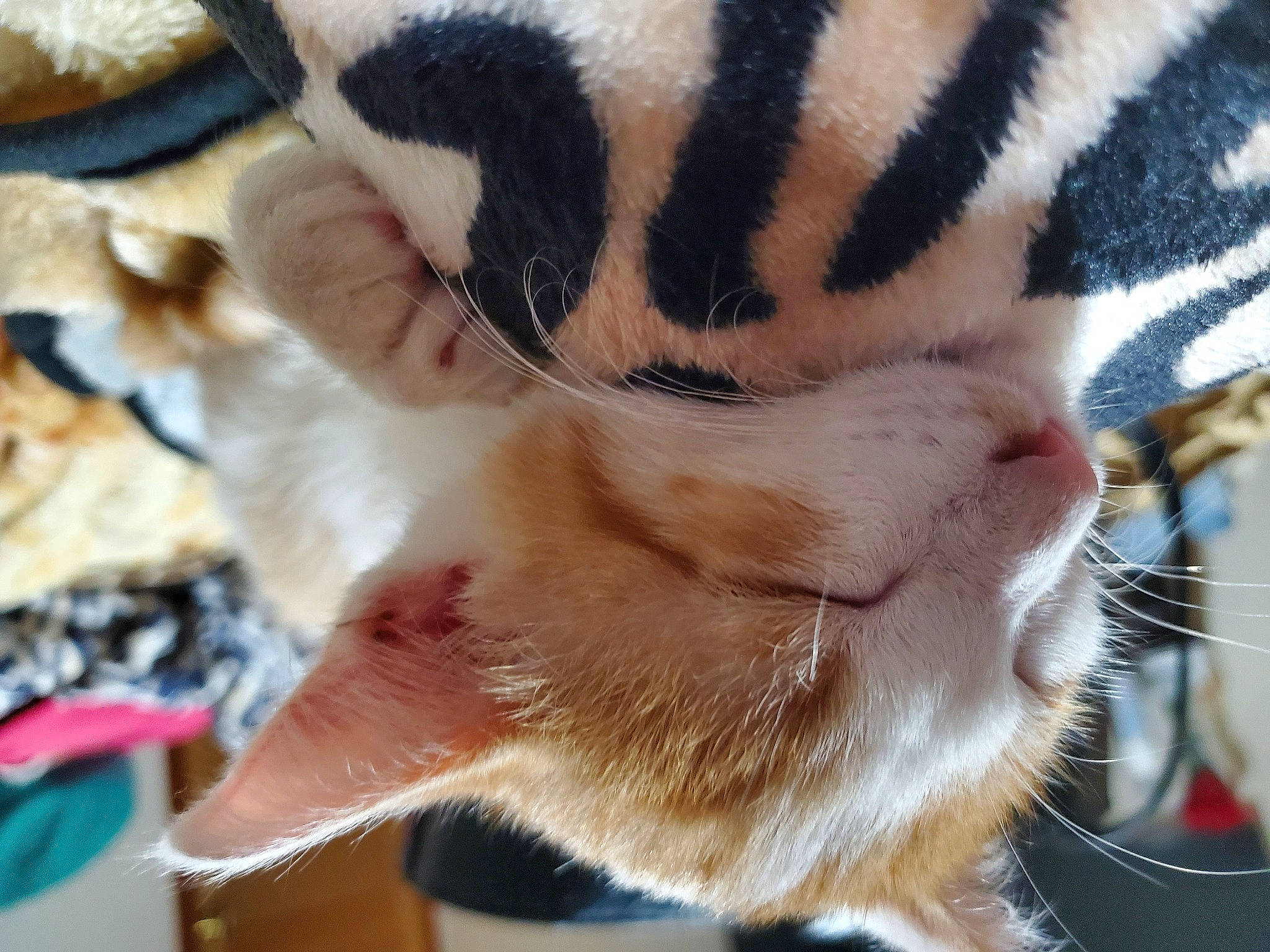 Ryker joined the competition — help win amazing prizes! bengal_tiger, canidae, carnivore, cat, claw, comfort, companion_dog, dog_breed, domestic_short_haired_cat, fawn, felidae, fur, human_leg, pattern, paw, small_to_medium_sized_cats, snout, tail, terrestrial_animal, whiskers