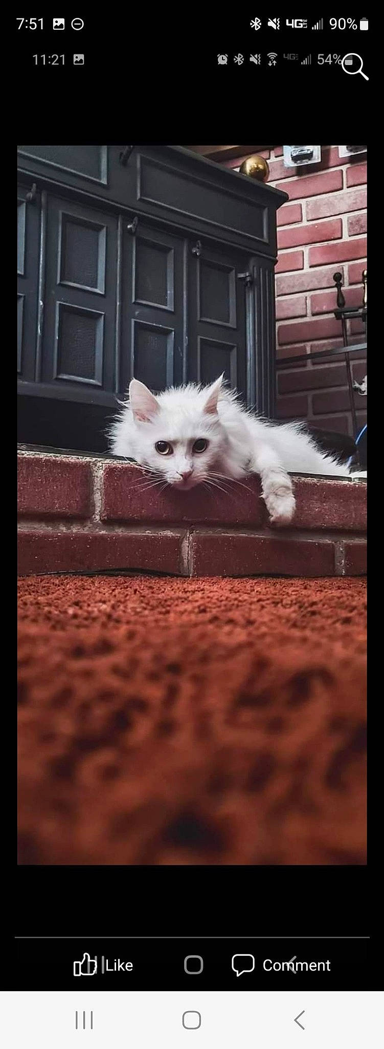 Chloe joined the competition — help win amazing prizes! carnivore, cat, claw, companion_dog, door, fawn, felidae, flooring, fur, paw, photo_caption, ragdoll, rectangle, sitting, small_to_medium_sized_cats, snout, tail, whiskers, window, wood