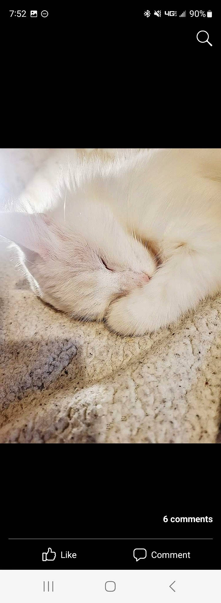 Chloe joined the competition — help win amazing prizes! beige, carnivore, cat, claw, comfort, fawn, felidae, flooring, fur, gesture, linens, nap, paw, sleep, small_to_medium_sized_cats, tail, terrestrial_animal, whiskers, wood, wool