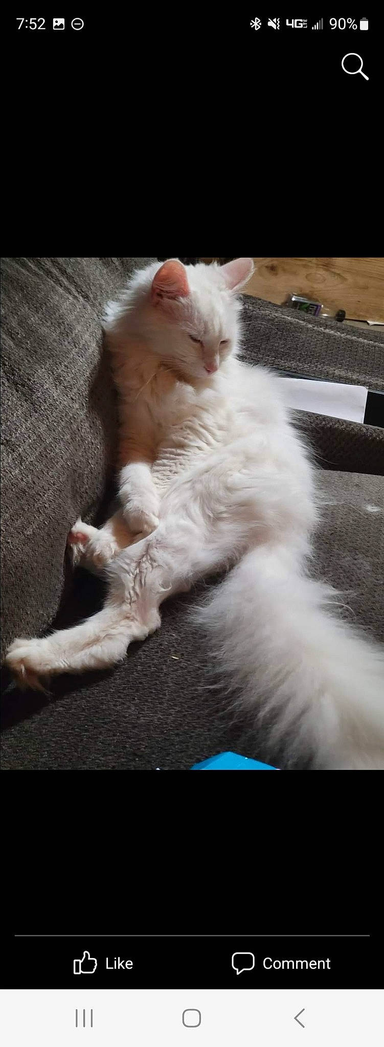 Chloe is registered to the contest to win money with this photo: carnivore, cat, claw, comfort, computer_keyboard, domestic_short_haired_cat, fawn, felidae, fur, paw, small_to_medium_sized_cats, snout, tail, terrestrial_animal, whiskers