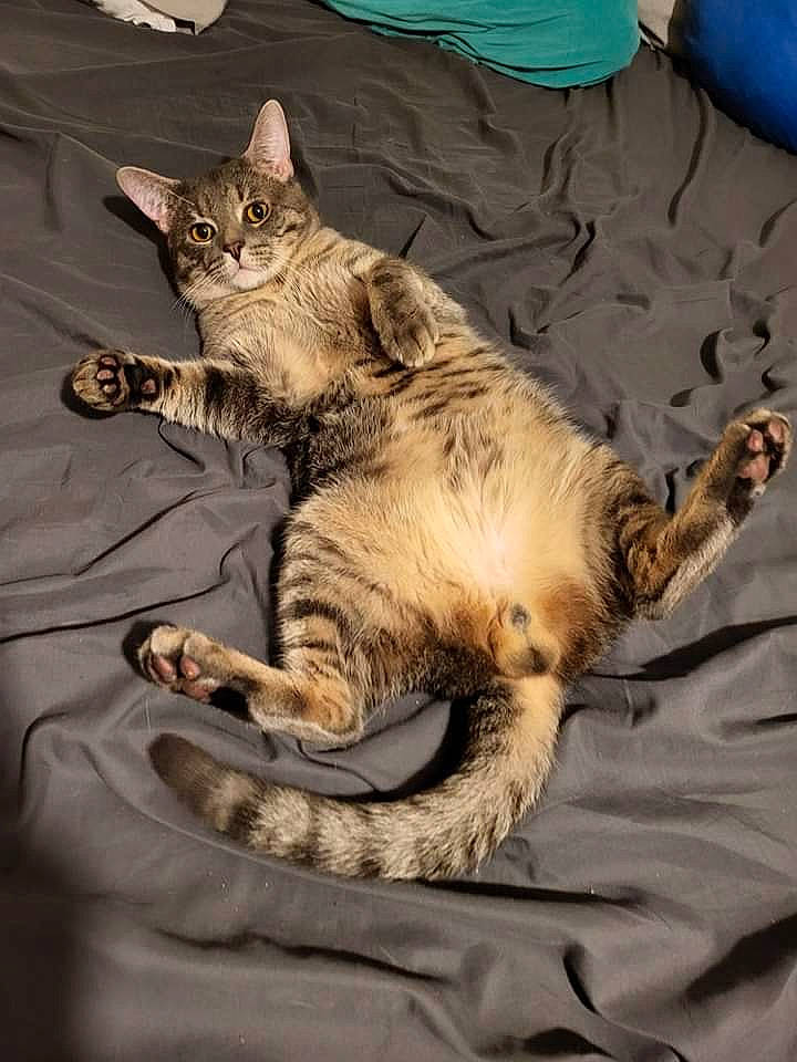 Axel joined the competition — help win amazing prizes! carnivore, cat, claw, comfort, domestic_short_haired_cat, fawn, felidae, fur, nap, paw, sitting, small_to_medium_sized_cats, snout, tail, terrestrial_animal, whiskers, wood