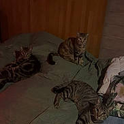 üna Chups Et Mïu participe au concours pour gagner de l'argent avec cette photo : cat, tabby_cat, bed, bedding, pillow, indoor, feline, pet, resting, animal, striped, wooden_headboard, curious, three_animals, domestic_cat, furry, relaxed, sleepy, quiet, room