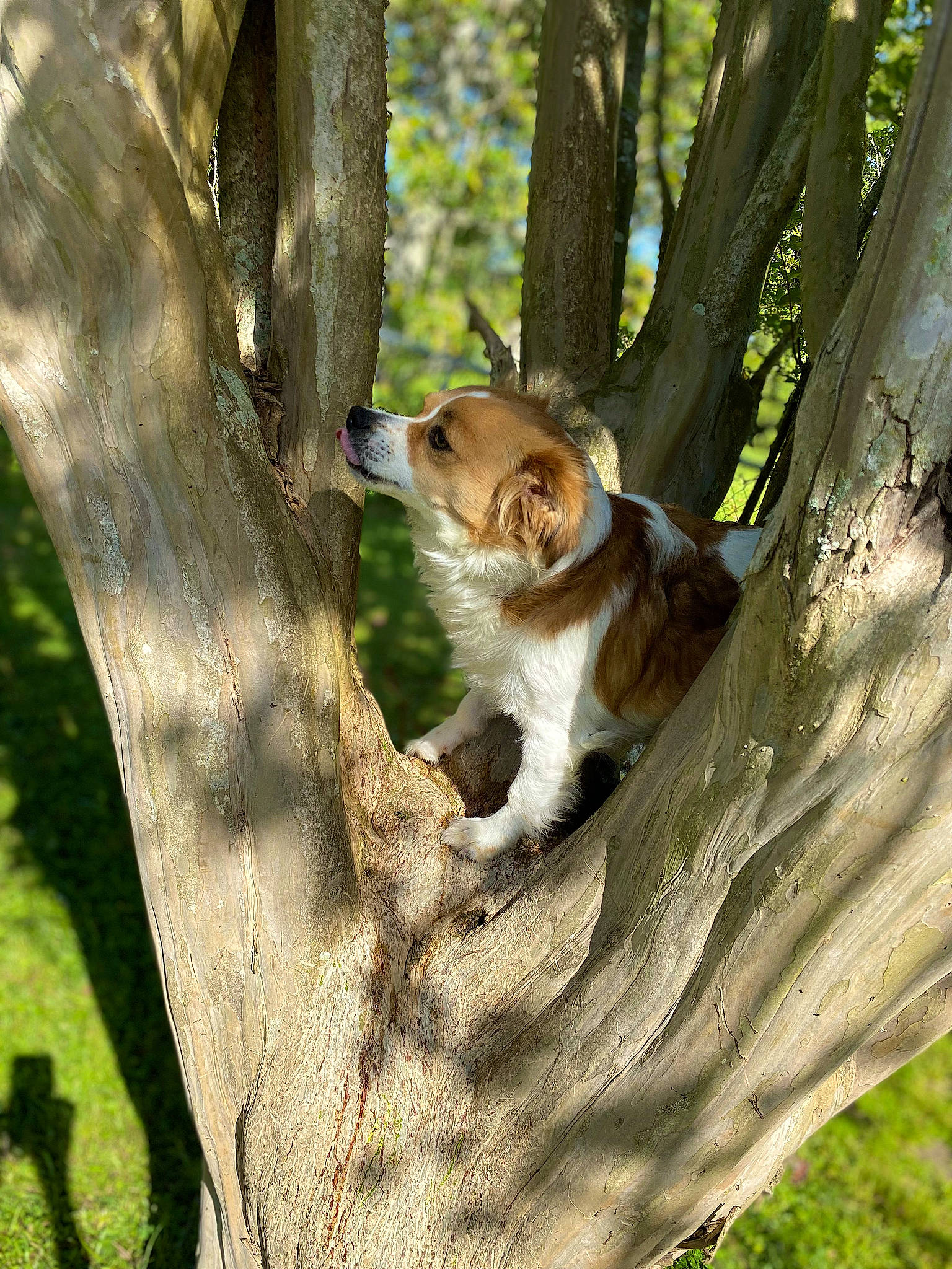 Mia is registered to the contest to win money with this photo: branch, carnivore, cat, domestic_short_haired_cat, fawn, felidae, forest, fur, grass, plant, small_to_medium_sized_cats, snout, squirrel, sunlight, tail, tree, trunk, twig, whiskers, wood