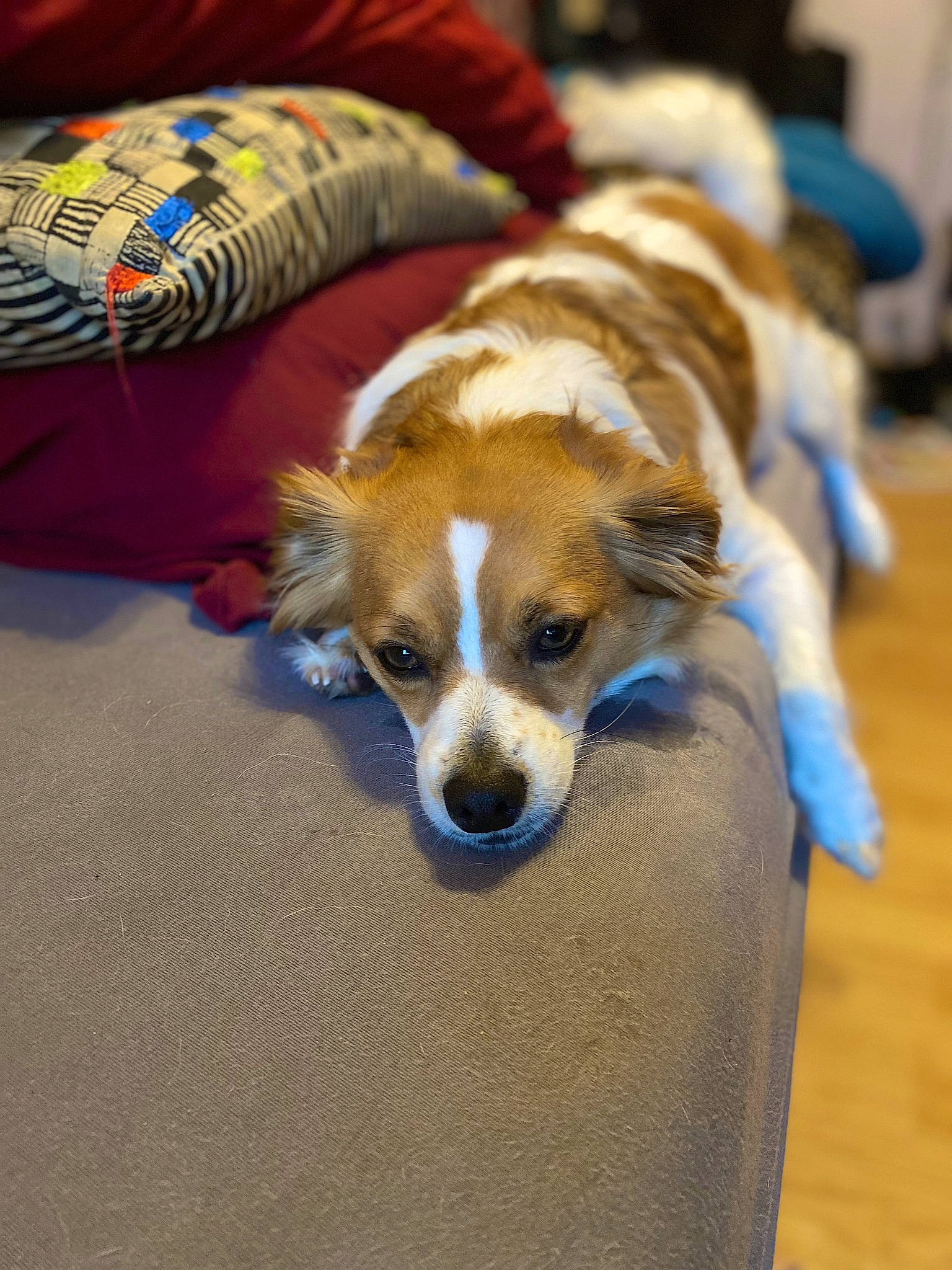 Mia is registered to the contest to win money with this photo: canidae, cardigan_welsh_corgi, carnivore, collar, comfort, companion_dog, dog, dog_breed, dog_supply, fawn, fur, irishjacks, paw, snout, sporting_group, toy_dog, whiskers