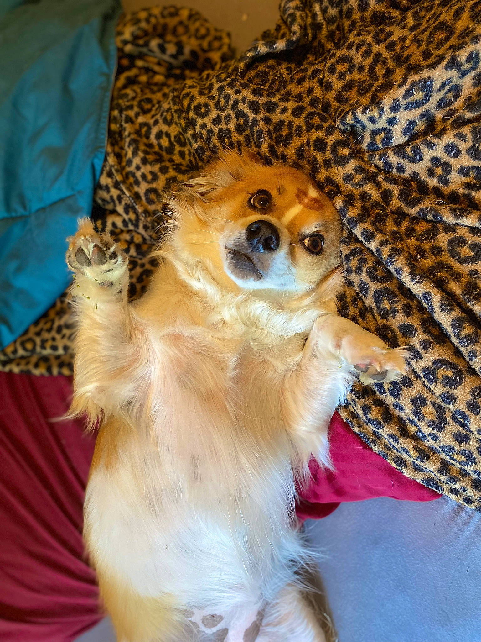 Mia is registered to the contest to win money with this photo: canidae, carnivore, collar, companion_dog, dog, dog_breed, dog_supply, fawn, fur, goggles, paw, pet_supply, pomeranian, snout, spitz, sporting_group, sunglasses, toy_dog, volpino_italiano, whiskers