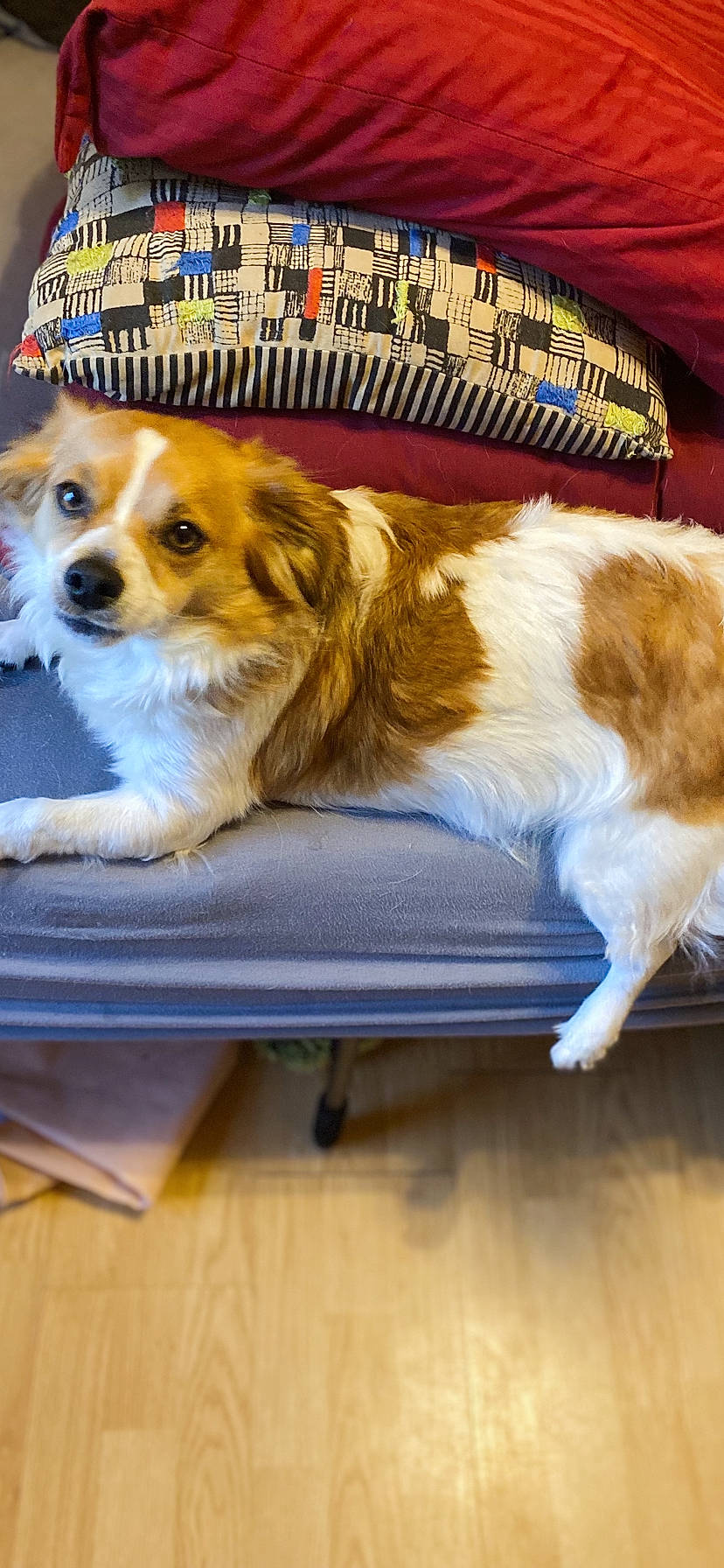 Mia is registered to the contest to win money with this photo: canidae, carnivore, chair, companion_dog, dog, dog_breed, flooring, fur, hardwood, herding_dog, laminate_flooring, mammal, paw, pet_supply, photo_caption, rectangle, sporting_group, wood, wood_flooring, working_dog