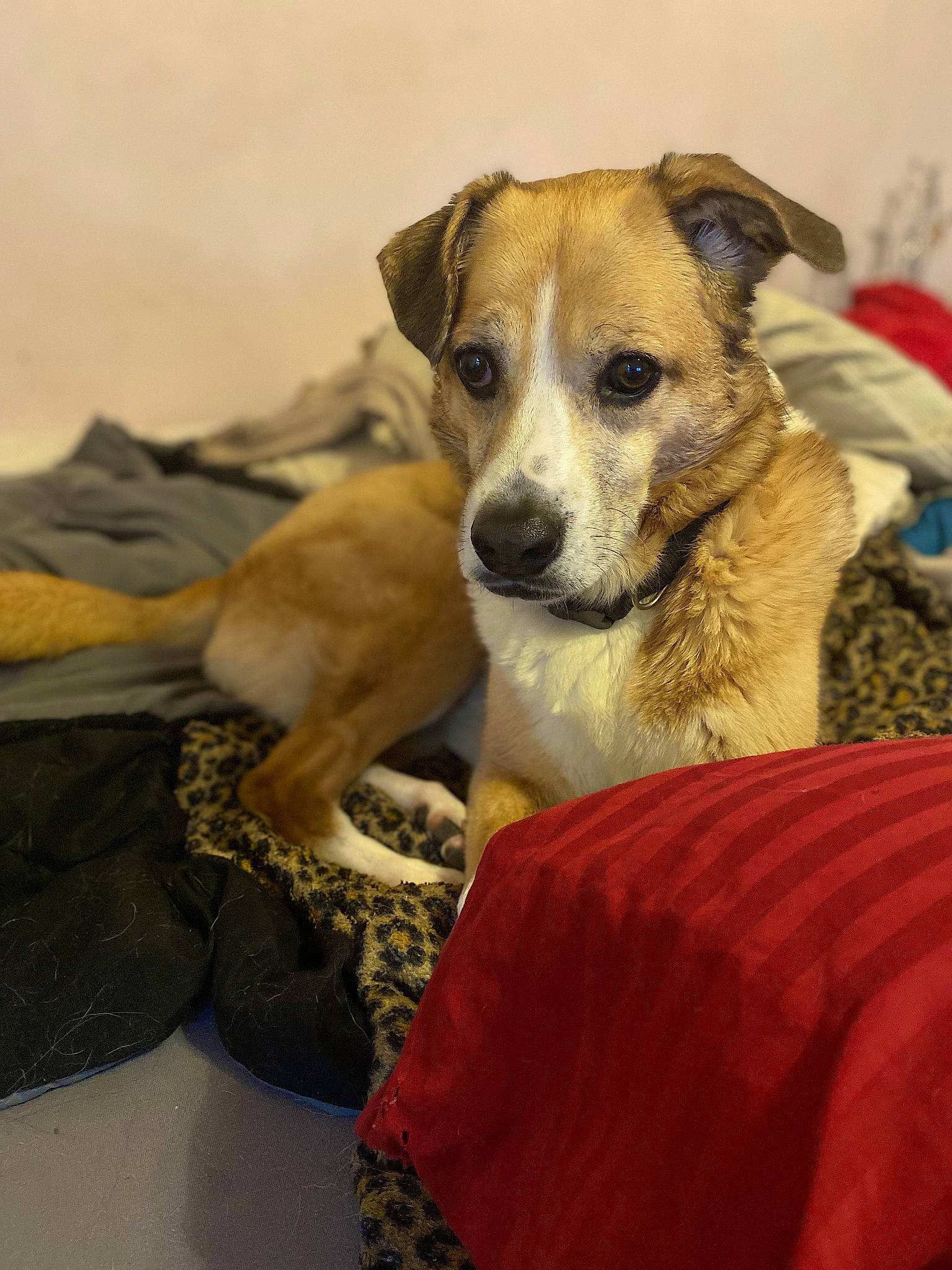 Ginger is registered to the contest to win money with this photo: canidae, carnivore, comfort, companion_dog, dog, dog_breed, fawn, fur, irishjacks, linens, paw, small_terrier, snout, sporting_group, terrestrial_animal, terrier, whiskers