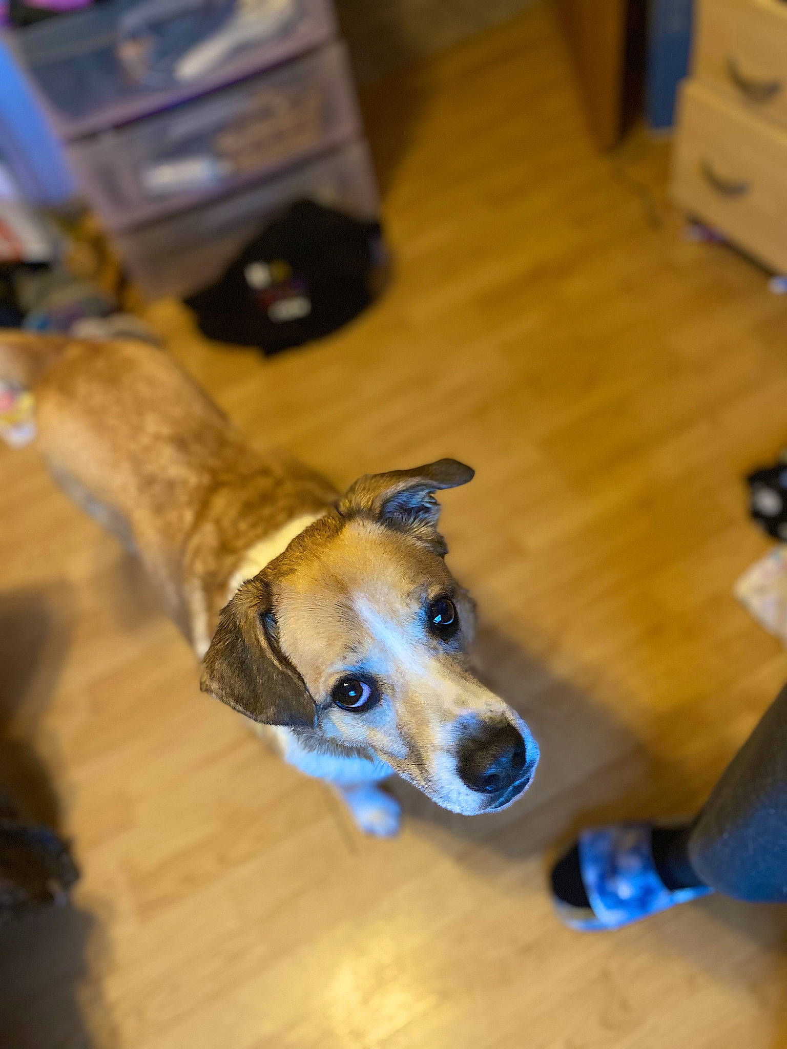 Ginger joined the competition — help win amazing prizes! canidae, carnivore, collar, companion_dog, dog, dog_breed, dog_supply, fawn, flooring, hardwood, magyar_agar, paw, rampur_greyhound, sighthound, tail, terrestrial_animal, varnish, whiskers, wood, working_animal